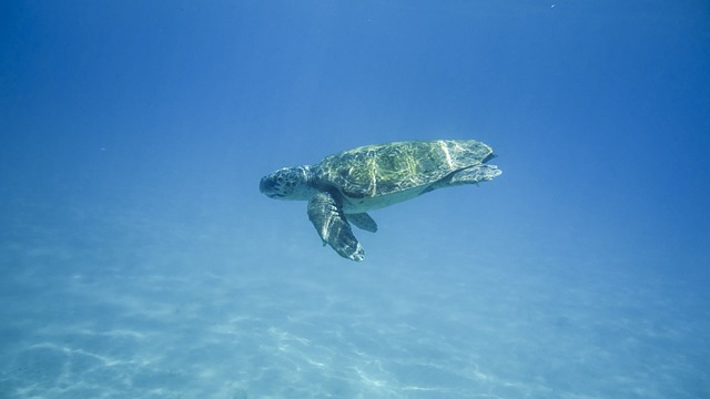 mořská želva.jpg