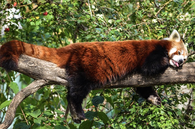 Panda červená na stromě
